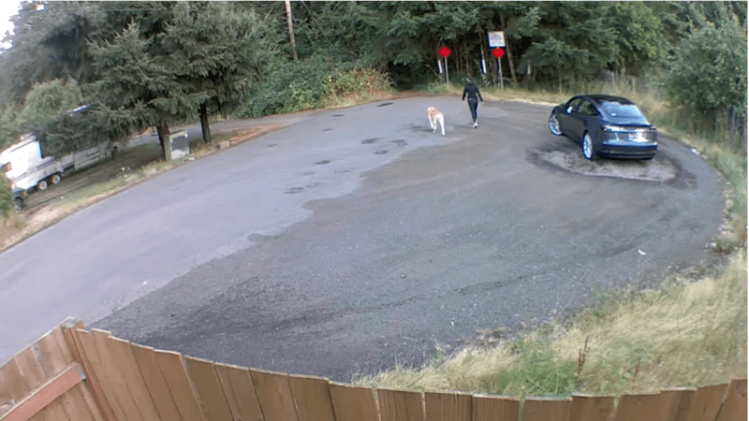 Vreselijk! Baasje laat labrador achter in het bos en rijdt vervolgens weg in haar Tesla (video)